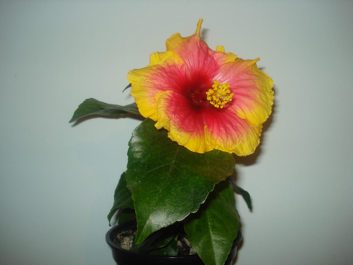 DSC01014 - HIBISCUS 2011