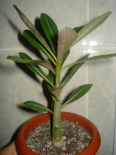 multumesc Corina ! - FLORI 2011