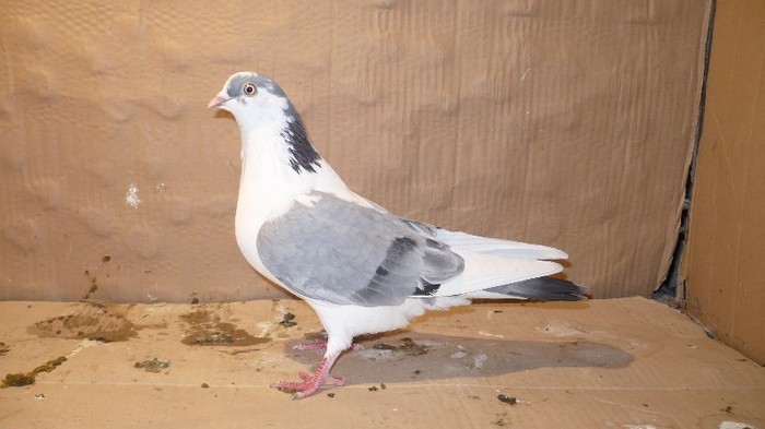 Data in Cobadin la Osbai - D- Porumbei JUCATORI DE GALATI VANDUTI Album 1