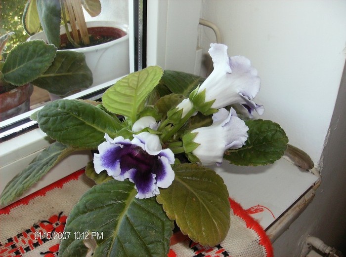 gloxinia Kaiser Wilhelm - gloxinii 2011