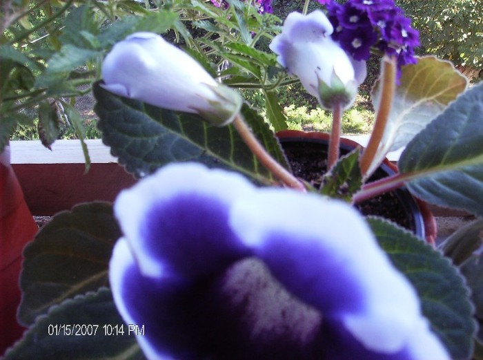 gloxinia Kaiser Wilhelm - gloxinii 2011