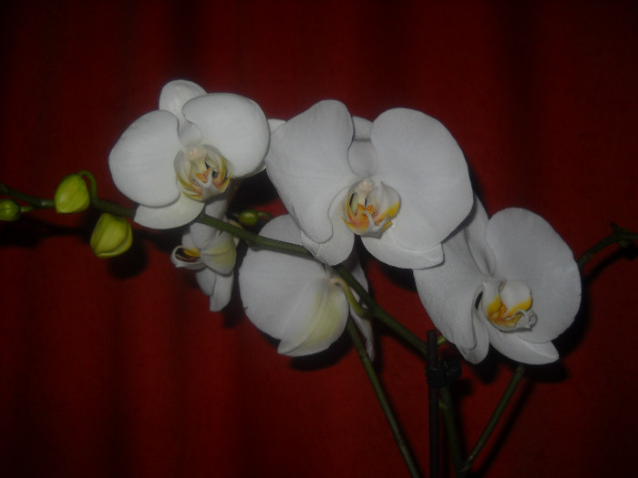 10.11.2011- AM INFLORIT - Orhideea - Phalaenopsis-Cambria