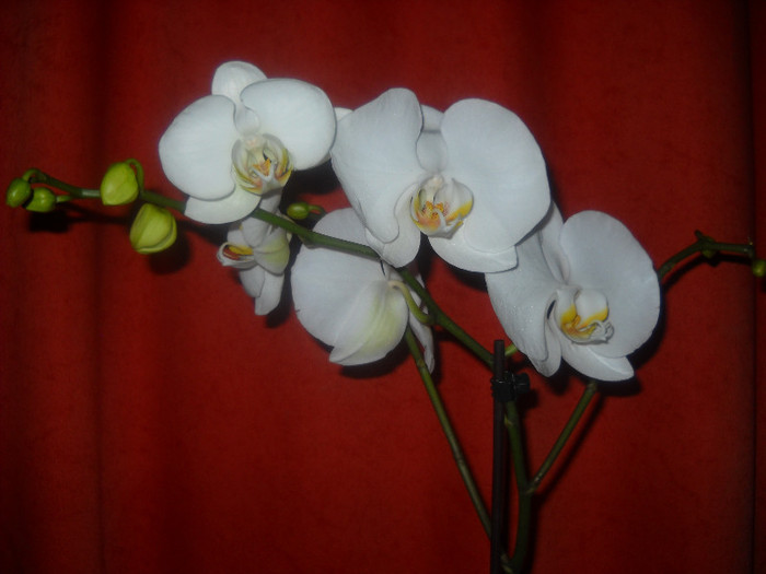  - Orhideea - Phalaenopsis-Cambria