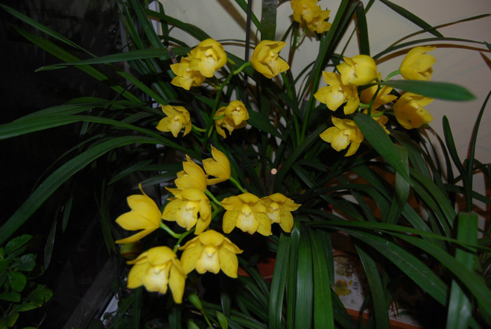 DSC_0085 - Cymbidium 2011