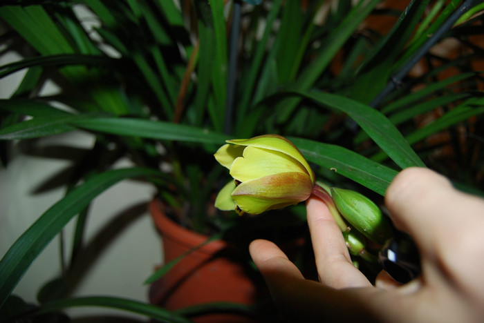 Floarea celui galben verzui - Cymbidium 2011