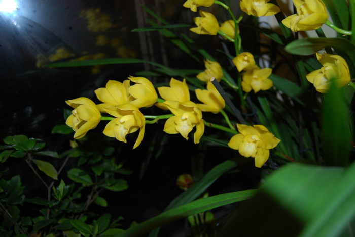 DSC_0088 - Cymbidium 2011