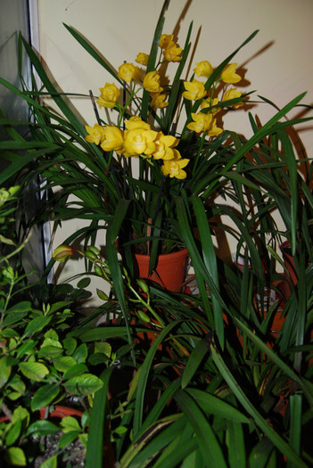 DSC_0091 - Cymbidium 2011