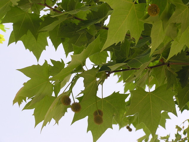 Platanus_hispani_ - CINE CUNOASTE ACEST COPAC