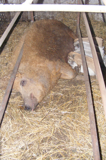 purcei mangalitza de vanzare