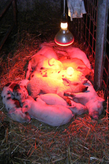 crescuti dupa normele UE