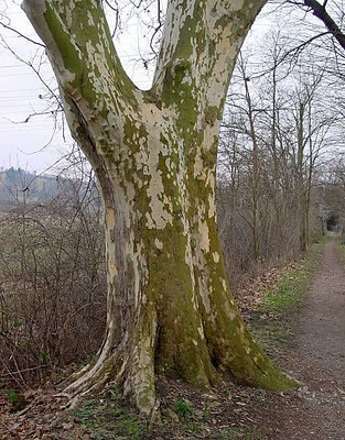 leo-mic-Platanus-x-hispanica-1215 - CINE CUNOASTE ACEST COPAC