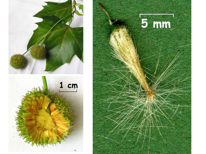 fruits_platanus - CINE CUNOASTE ACEST COPAC