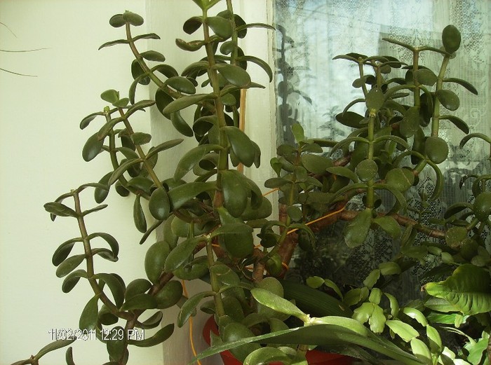 Crasula ovata ( Arborele de jad )