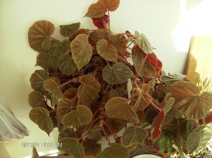 begonia var siver queen - flori 2011
