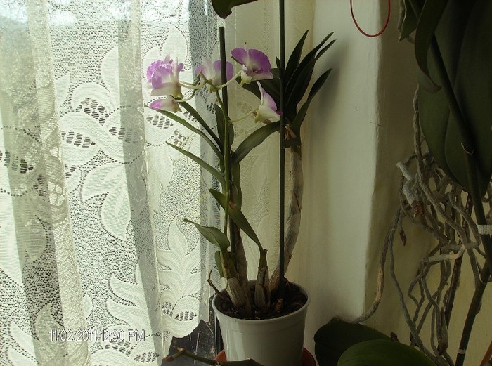 dendrobium phalaenopsis - flori 2011