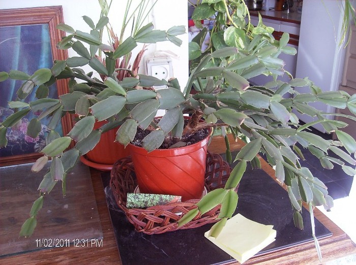 Schlumbergera truncata (Craciunel) - flori 2011