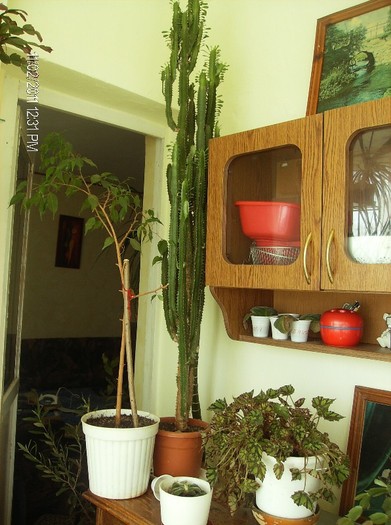 cactusul ??? - flori 2011