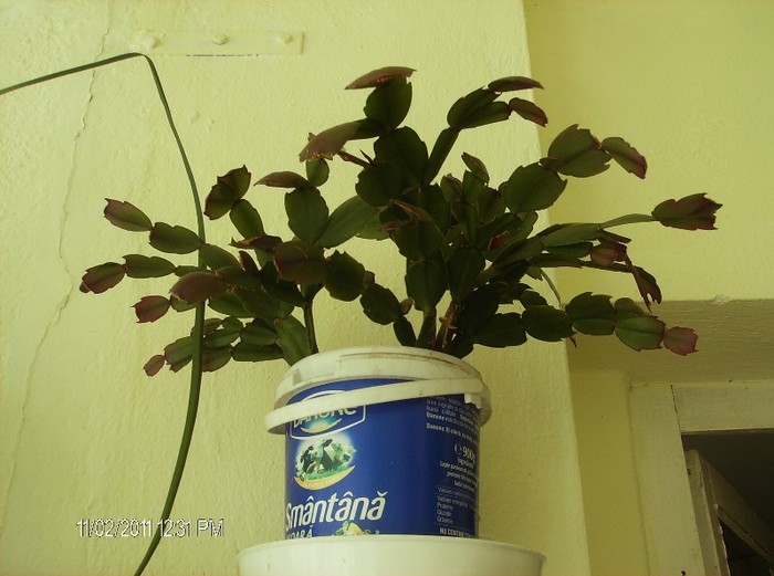 Schlumbergera truncata (Craciunel) - flori 2011