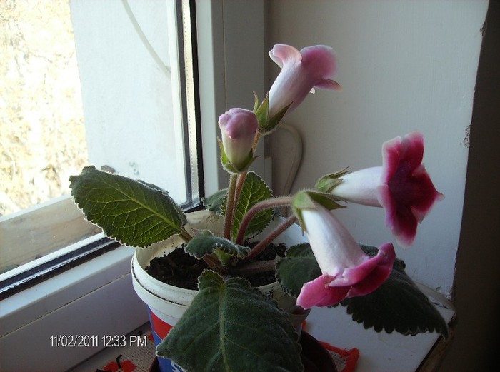 gloxinia roz cu alb - flori 2011