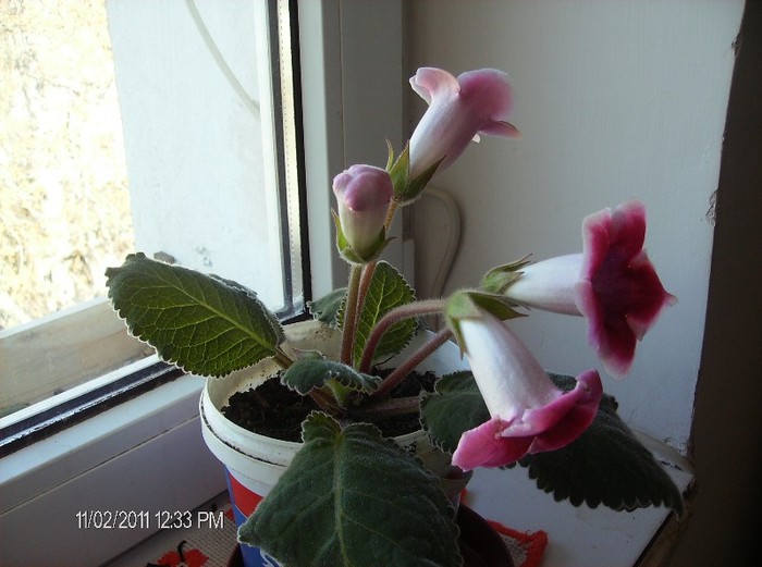 gloxinia roz cu alb