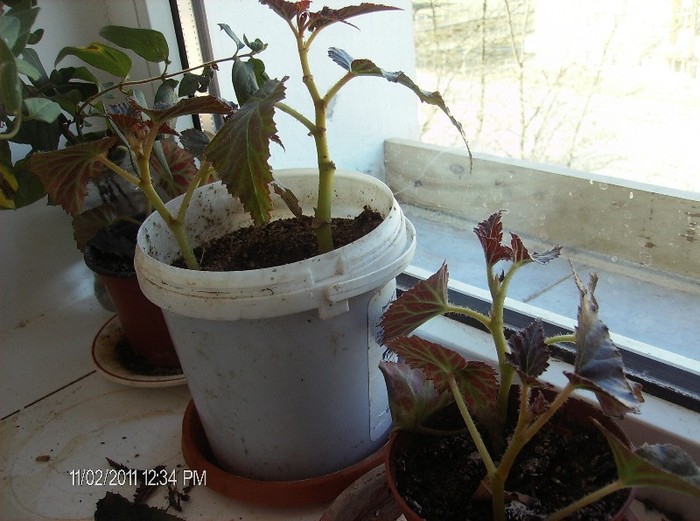 begonii la inaradacinat