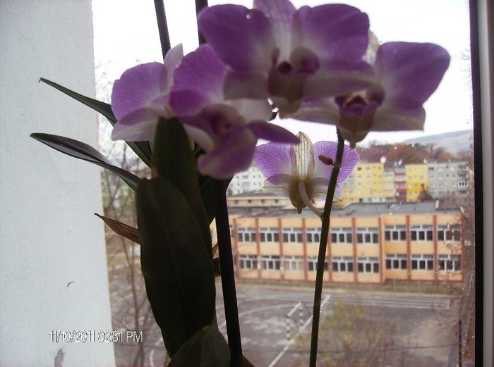 dendrobium phalaenopsis