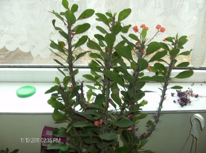 Euphorbia mili-Coronita ( Spinul ) lui IISUS