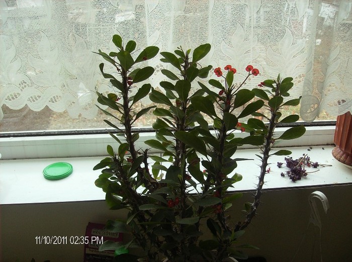 Euphorbia mili Coronita lui IISUS - flori 2011