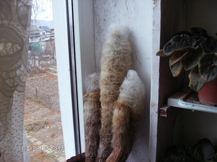 espostoa lanata-cactus lumanare