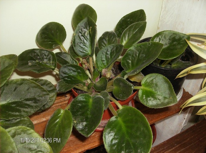 Saintpaulia-Violeta africana