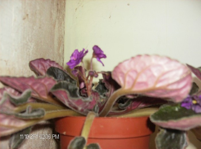 Saintpaulia-Violeta africana