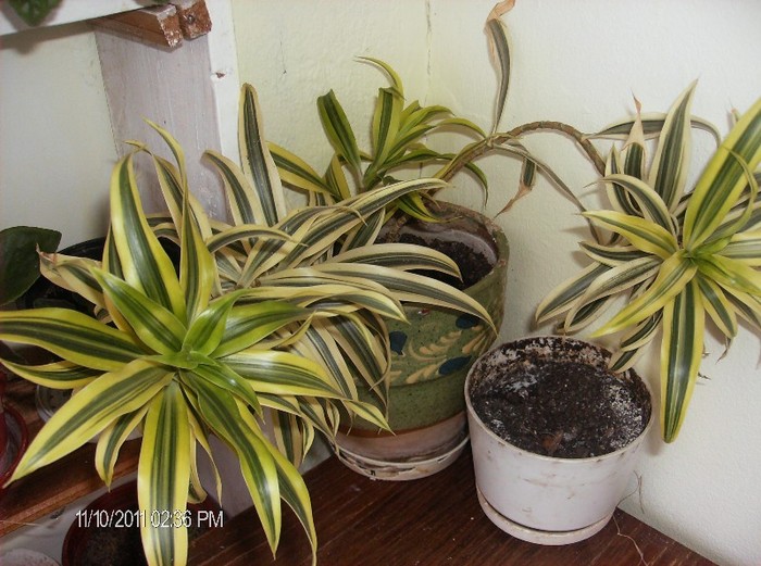 dracaena reflexa- 2011 - flori 2011