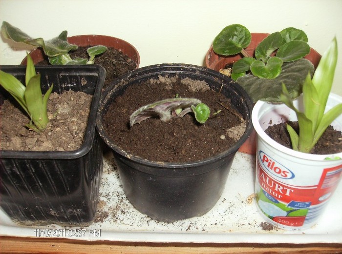 puiuti africane si de guzmanie rosie