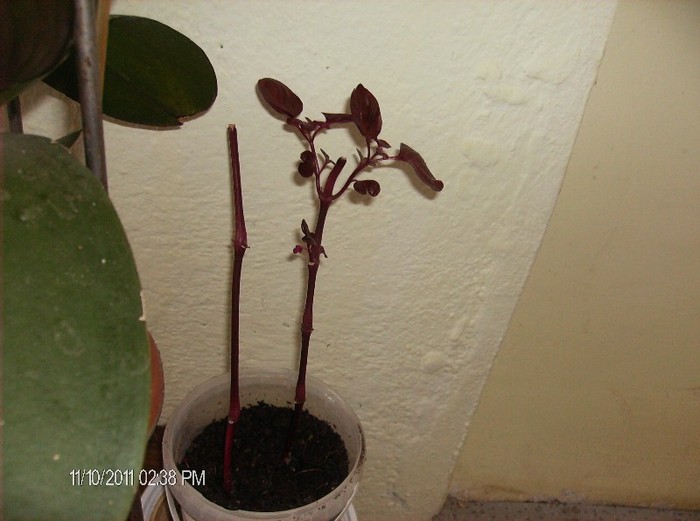 Iresine la inradacinat.oct.2011