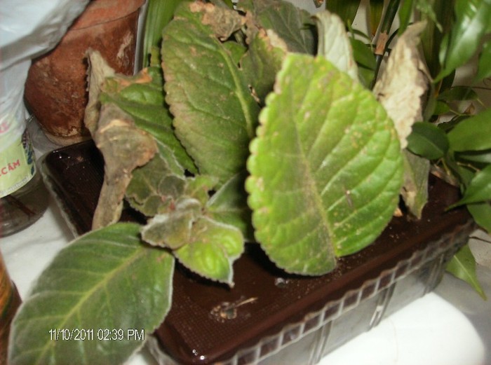 frunze gloxonii inradacinat oct.2011 - flori 2011