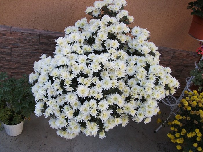 180 - Crizanteme tufanele 2011