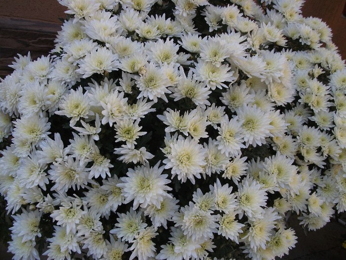 181 - Crizanteme tufanele 2011