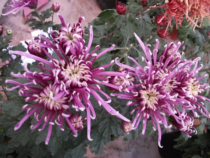 196 - Crizanteme tufanele 2011