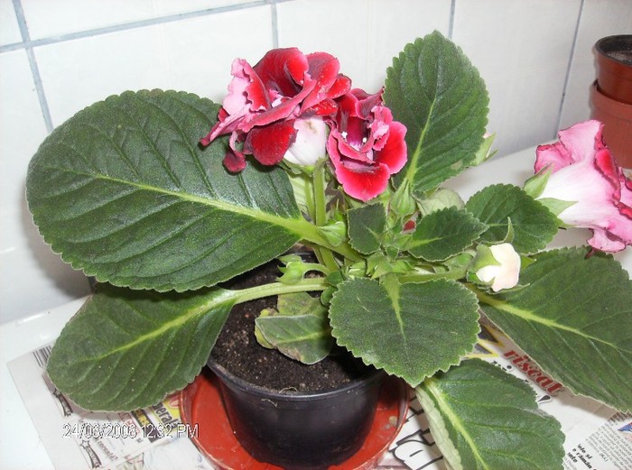 1037gloxinia - gloxinii 2011