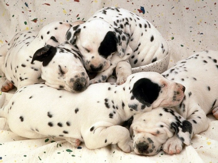 5 dalmatieni