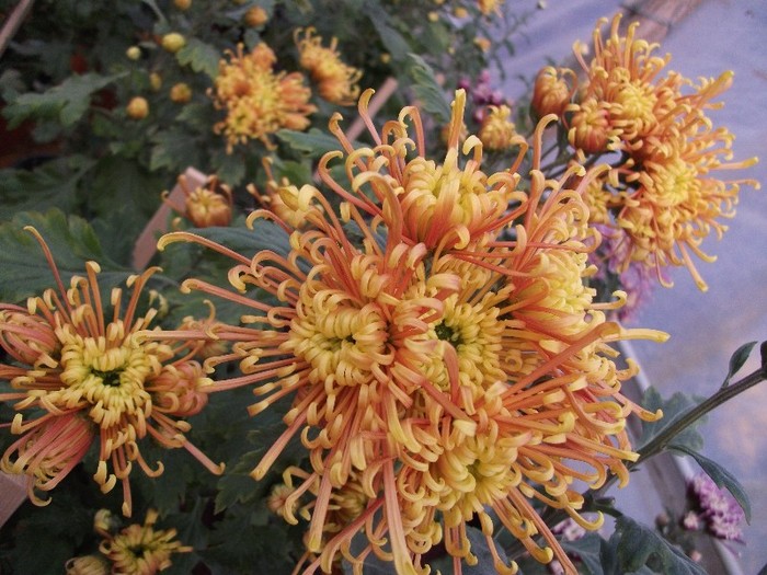 198 - Crizanteme tufanele 2011