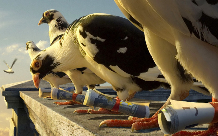 courier_pigeon-1280x800