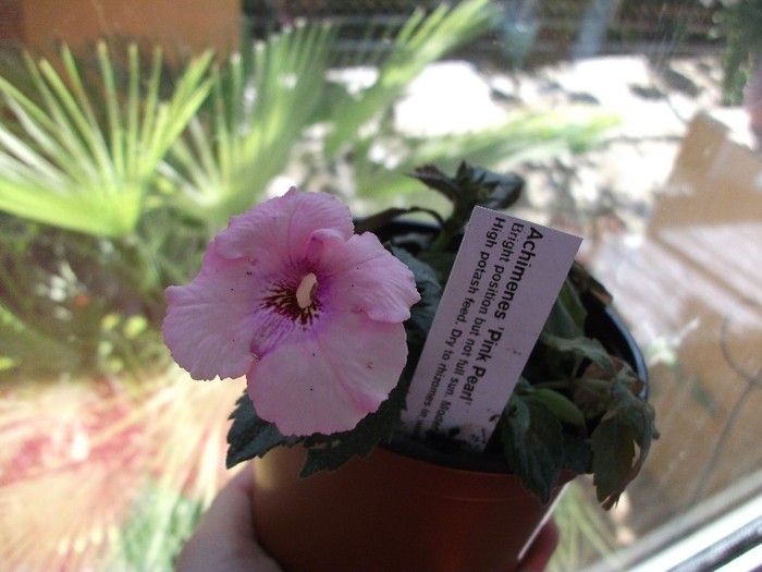 Pink Pearl - Achimenes 2011