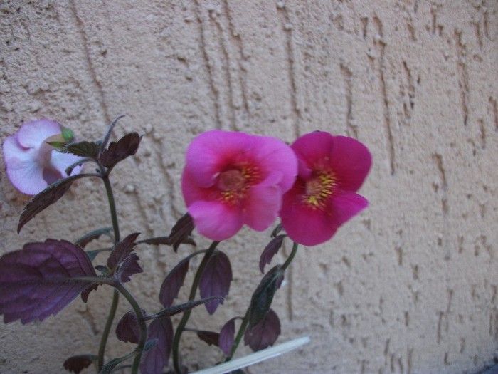 Serge Fantasy - Achimenes 2011