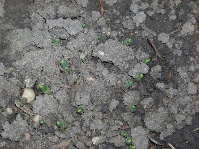 100_1003 - Noiembrie 2011