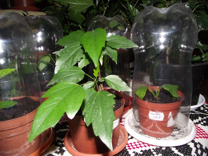 un hibi galben...nu stiu de care...