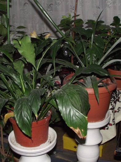 un ananas...plantat de noi