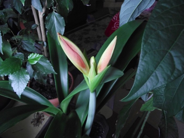 ...infloreste amarylisul - Flori 2011