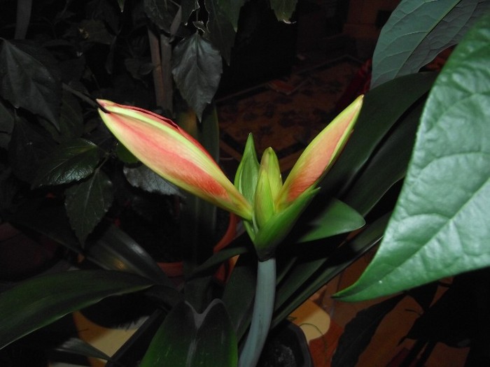 DSCF9203 - Flori 2011