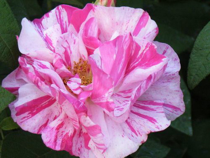Rosa Mundi